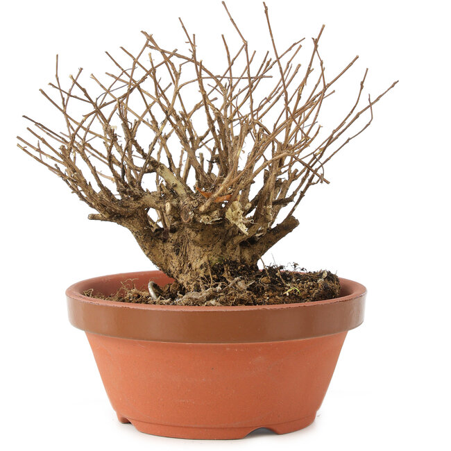 Lagerstroemia indica, 12 cm, ± 20 Jahre alt