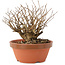 Lagerstroemia indica, 12 cm, ± 20 jaar oud