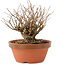 Lagerstroemia indica, 12 cm, ± 20 years old