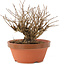 Lagerstroemia indica, 12 cm, ± 20 jaar oud
