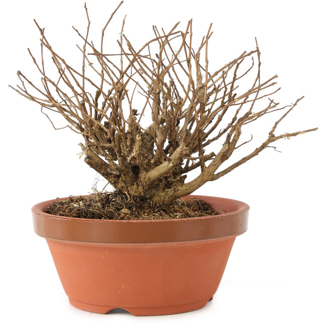 Lagerstroemia indica, 12 cm, ± 20 anni