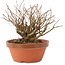 Lagerstroemia indica, 12 cm, ± 20 jaar oud