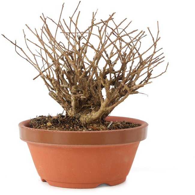 Lagerstroemia indica, 12 cm, ± 20 jaar oud