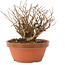 Lagerstroemia indica, 12 cm, ± 20 jaar oud