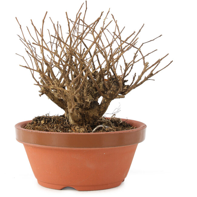 Lagerstroemia indica, 12 cm, ± 20 ans