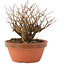 Lagerstroemia indica, 12 cm, ± 20 jaar oud