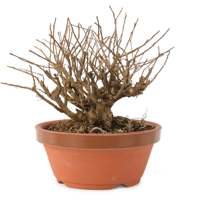 Lagerstroemia indica, 12 cm, ± 20 años