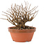 Lagerstroemia indica, 12 cm, ± 20 jaar oud