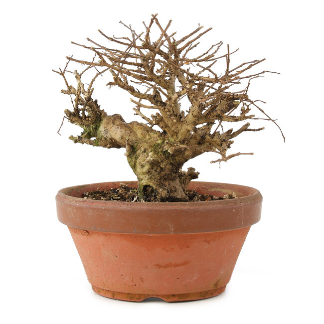 Lagerstroemia indica, 12 cm, ± 20 Jahre alt