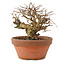 Lagerstroemia indica, 12 cm, ± 20 years old