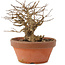 Lagerstroemia indica, 12 cm, ± 20 years old