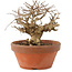 Lagerstroemia indica, 12 cm, ± 20 years old