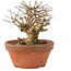 Lagerstroemia indica, 12 cm, ± 20 years old