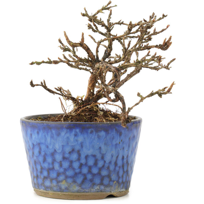 Potentilla fruticosa, 11 cm, ± 8 anni