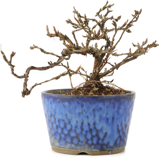 Potentilla fruticosa, 11 cm, ± 8 years old