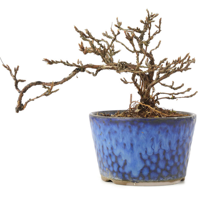 Potentilla fruticosa, 11 cm, ± 8 jaar oud