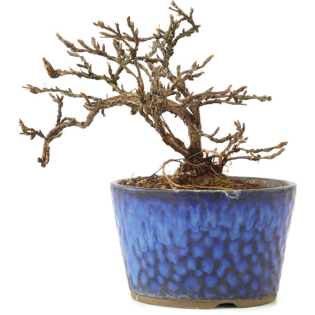 Potentilla fruticosa, 11 cm, ± 8 ans