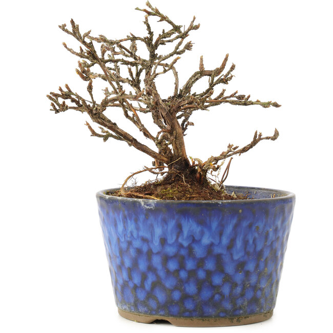 Potentilla fruticosa, 11 cm, ± 8 Jahre alt