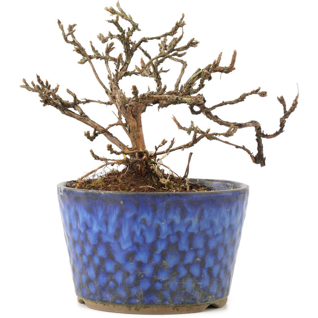 Potentilla fruticosa, 11 cm, ± 8 ans