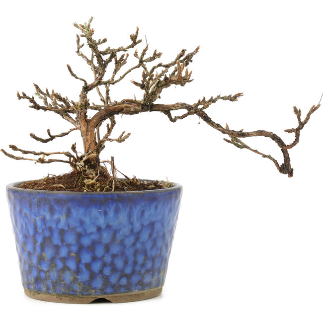 Potentilla fruticosa, 11 cm, ± 8 anni