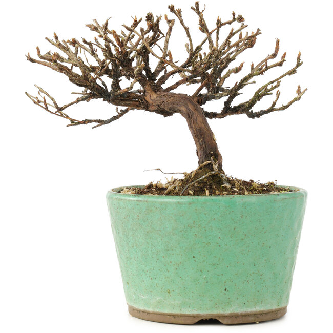 Potentilla fruticosa, 10 cm, ± 8 jaar oud