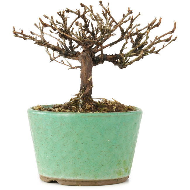 Potentilla fruticosa, 10 cm, ± 8 years old