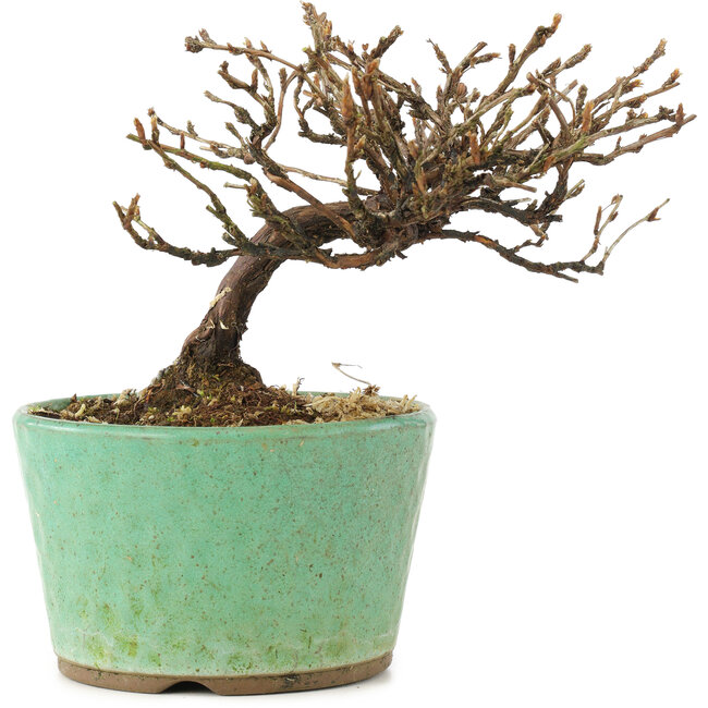 Potentilla fruticosa, 10 cm, ± 8 Jahre alt