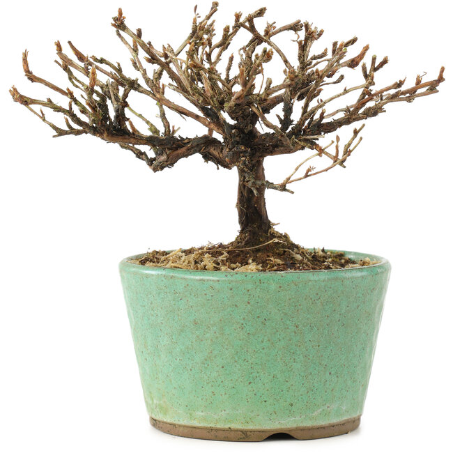 Potentilla fruticosa, 10 cm, ± 8 jaar oud