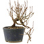 Potentilla fruticosa, 14 cm, ± 8 years old