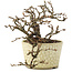 Potentilla fruticosa, 10 cm, ± 8 years old