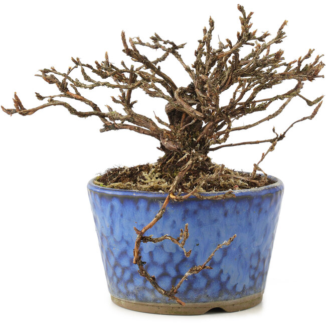 Potentilla fruticosa, 9 cm, ± 8 jaar oud