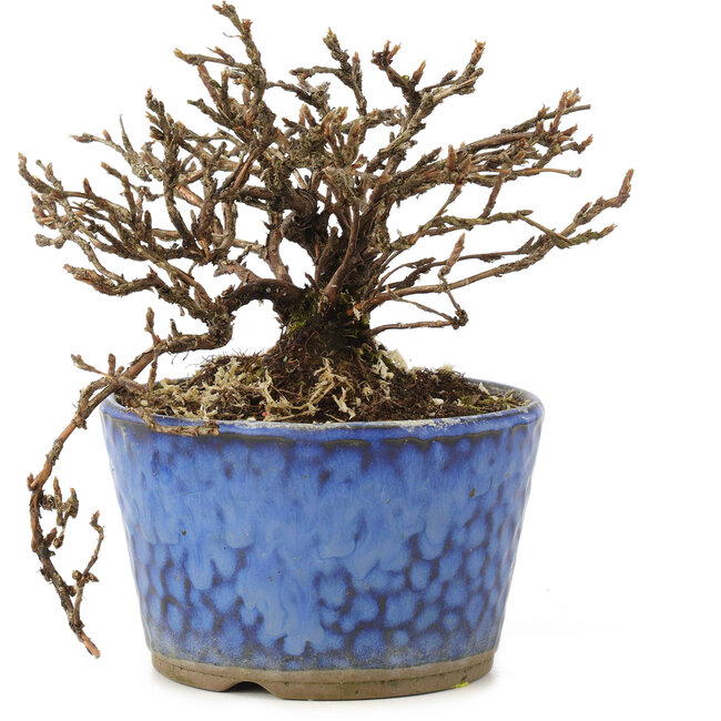 Potentilla fruticosa, 9 cm, ± 8 jaar oud