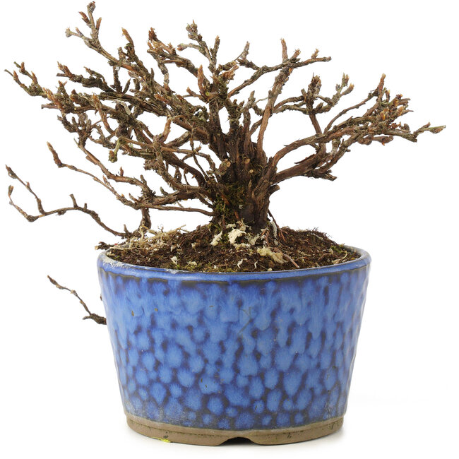 Potentilla fruticosa, 9 cm, ± 8 jaar oud