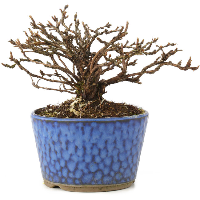 Potentilla fruticosa, 9 cm, ± 8 jaar oud