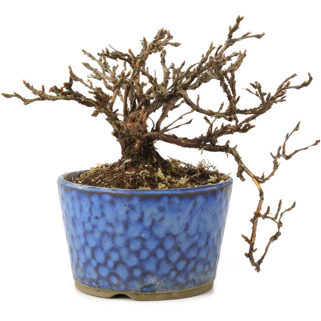 Potentilla fruticosa, 9 cm, ± 8 jaar oud