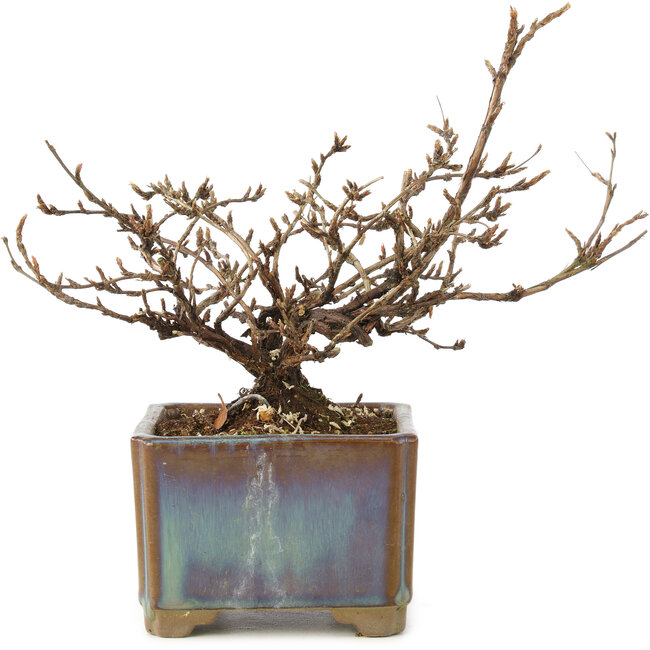 Potentilla fruticosa, 15 cm, ± 8 anni