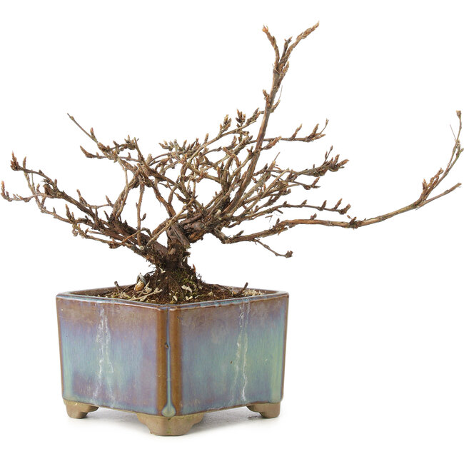 Potentilla fruticosa, 15 cm, ± 8 Jahre alt