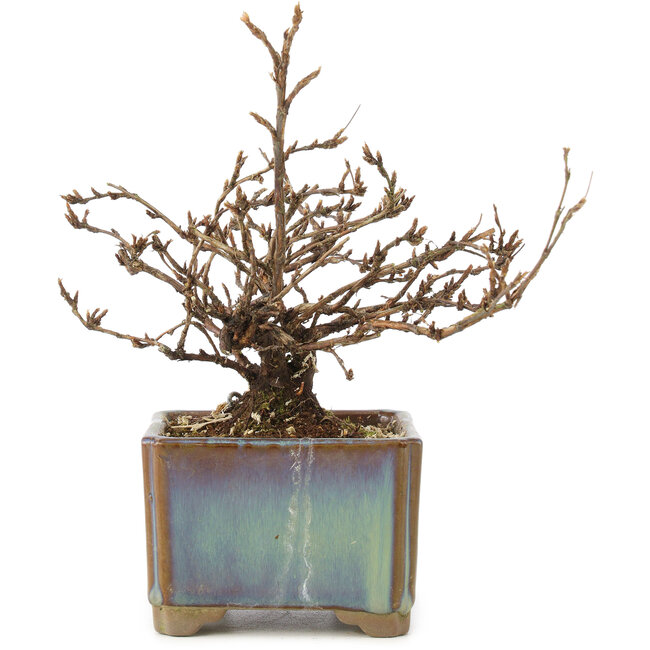 Potentilla fruticosa, 15 cm, ± 8 years old