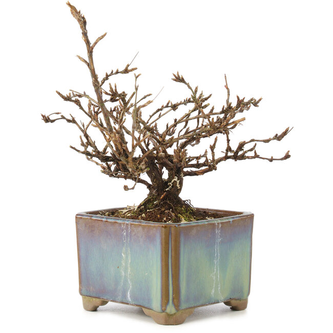 Potentilla fruticosa, 15 cm, ± 8 years old