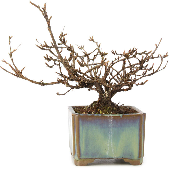 Potentilla fruticosa, 15 cm, ± 8 ans