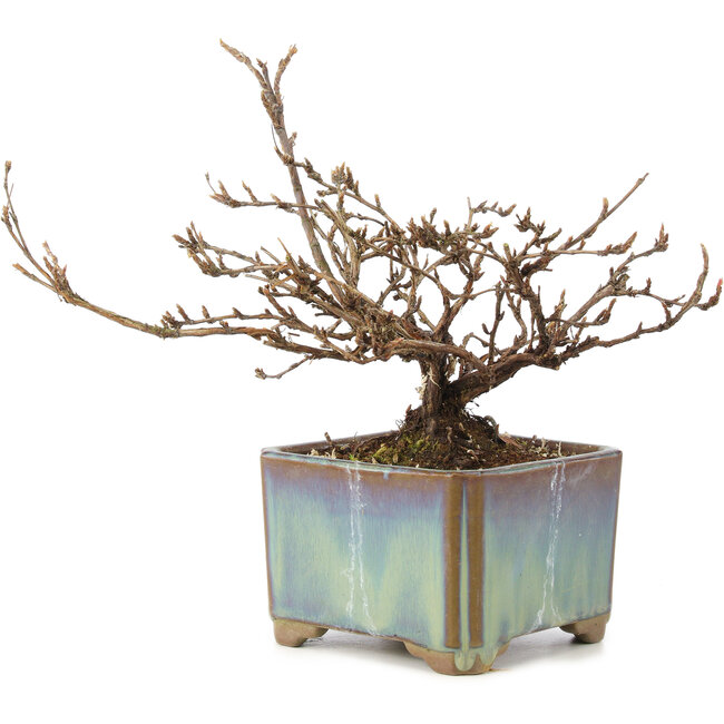 Potentilla fruticosa, 15 cm, ± 8 anni