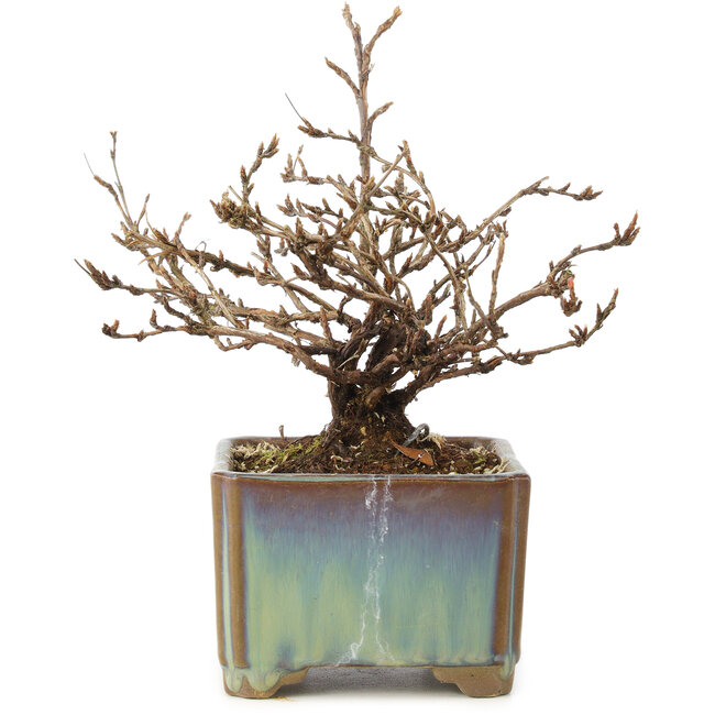 Potentilla fruticosa, 15 cm, ± 8 años