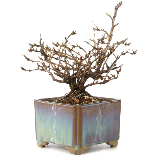 Potentilla fruticosa, 15 cm, ± 8 años