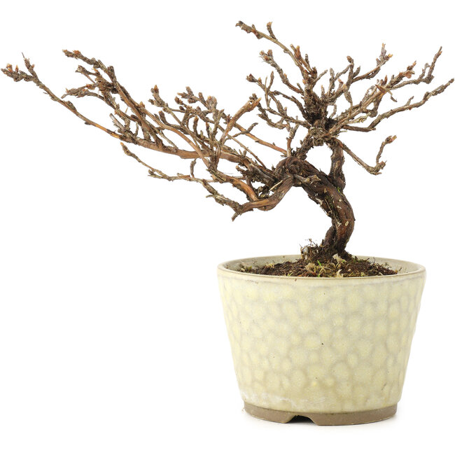 Potentilla fruticosa, 11 cm, ± 8 jaar oud