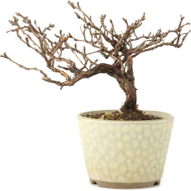 Potentilla fruticosa, 11 cm, ± 8 anni