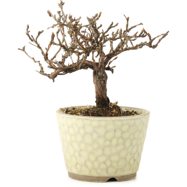 Potentilla fruticosa, 11 cm, ± 8 años