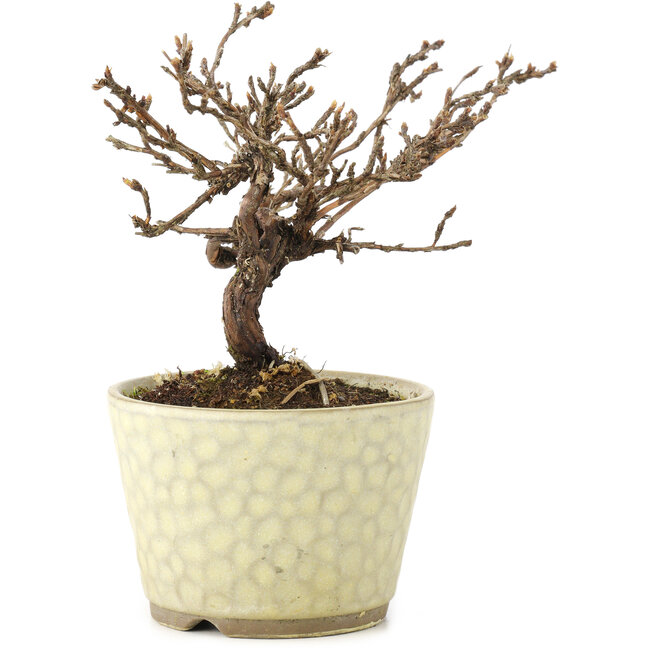 Potentilla fruticosa, 11 cm, ± 8 years old