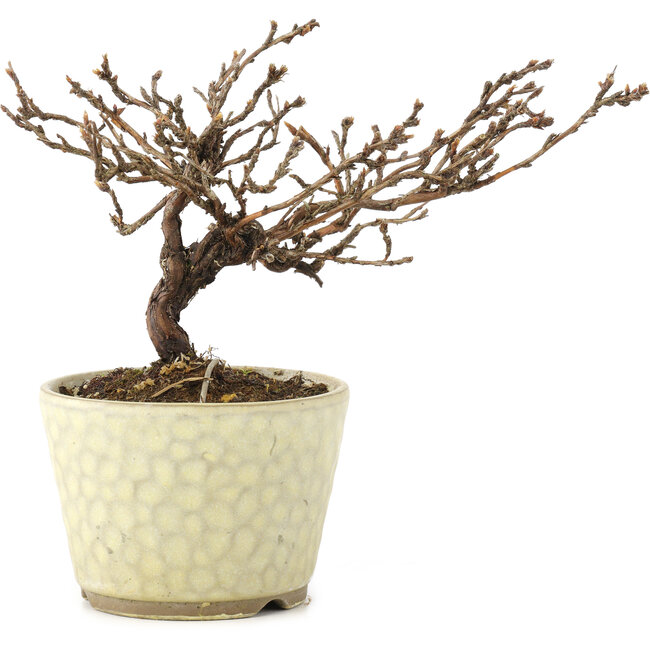 Potentilla fruticosa, 11 cm, ± 8 anni