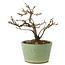 Potentilla fruticosa, 15 cm, ± 7 jaar oud