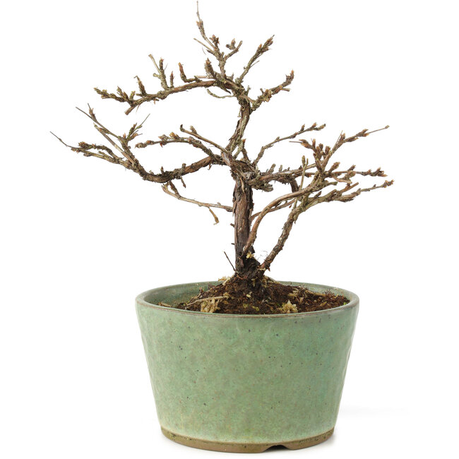 Potentilla fruticosa, 15 cm, ± 7 Jahre alt